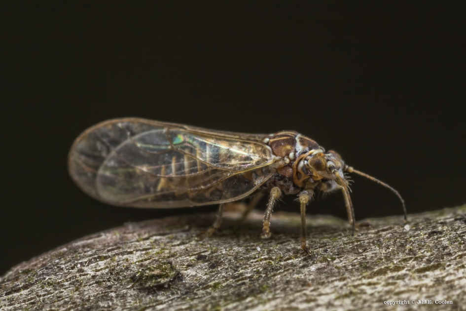 Bladvlo - Geleedpotigen - Bladvlo