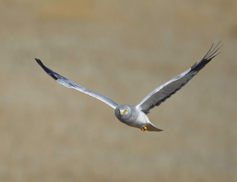 Blauwe Kiekendief - Vogels - Blauwe Kiekendief