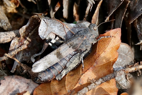 Blauwvleugelsprinkhaan