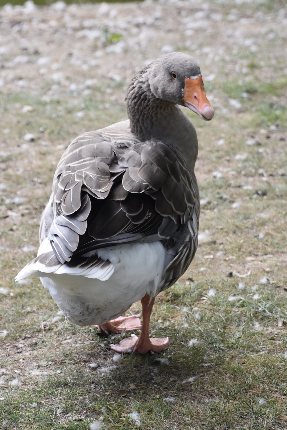 Blijft ze aan de gang... - Vogels - 