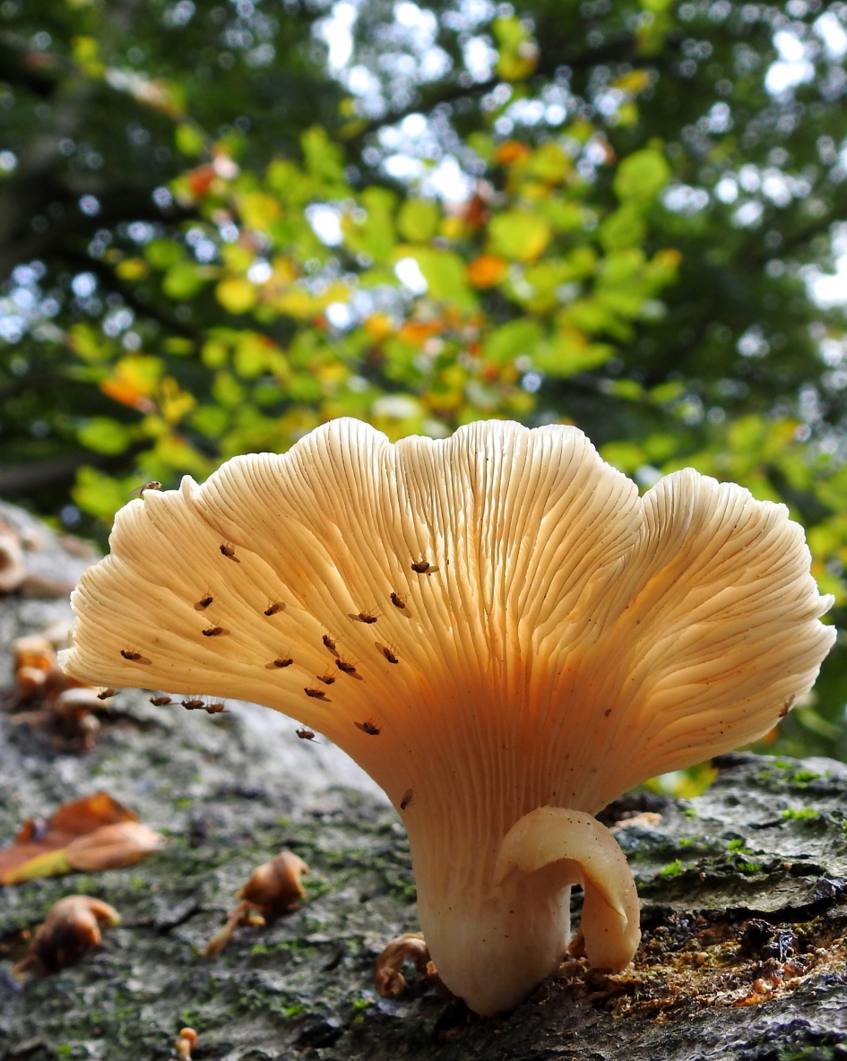 Bloemige waaier - Schimmels - Bleke oesterzwam