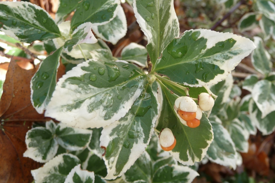 Bontbladige kardinaalsmuts - Planten - 