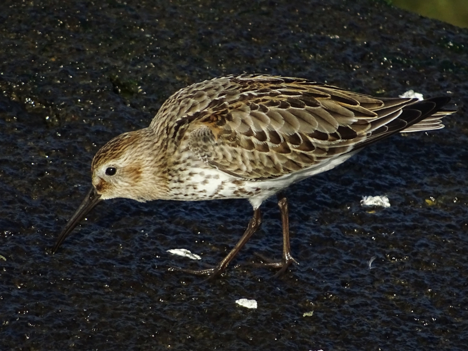 Bonte strandloper - Vogels - 