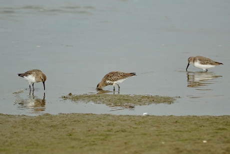 Bonte Strandlopers in winterkleding