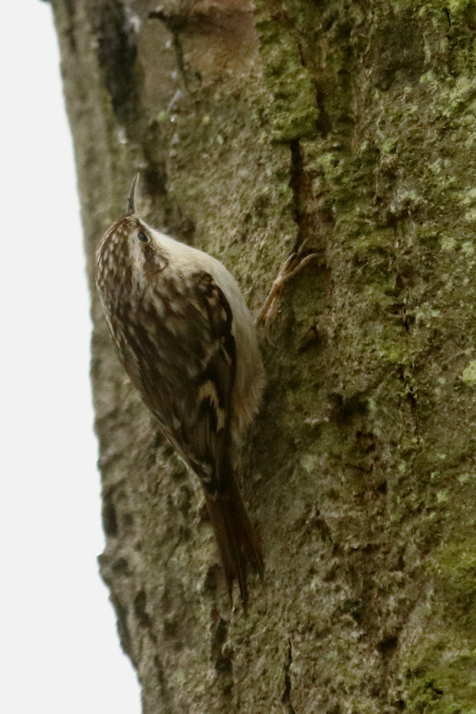 boomkruiper - Vogels - 