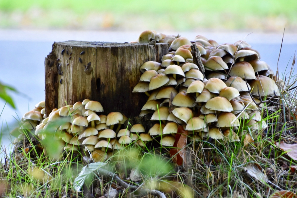 Boomstronk bedekt - Schimmels - 