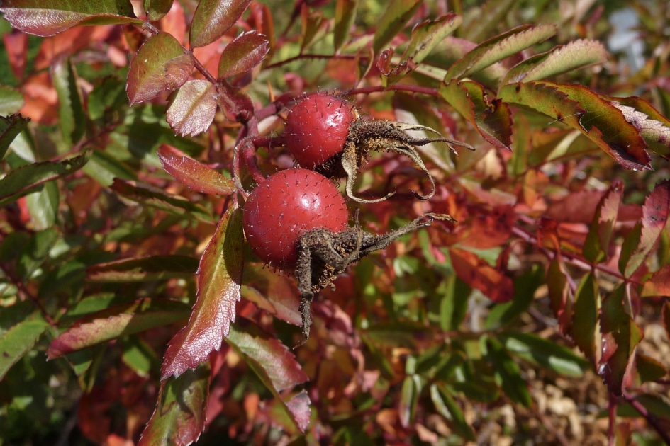 Bottels met haartjes - Planten - 