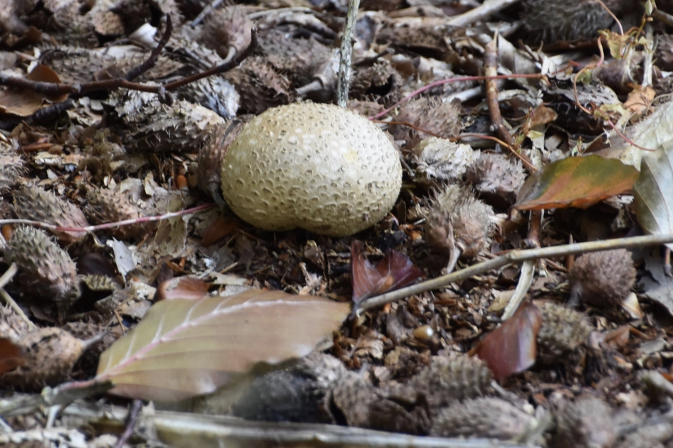 Bovist? - Schimmels - 