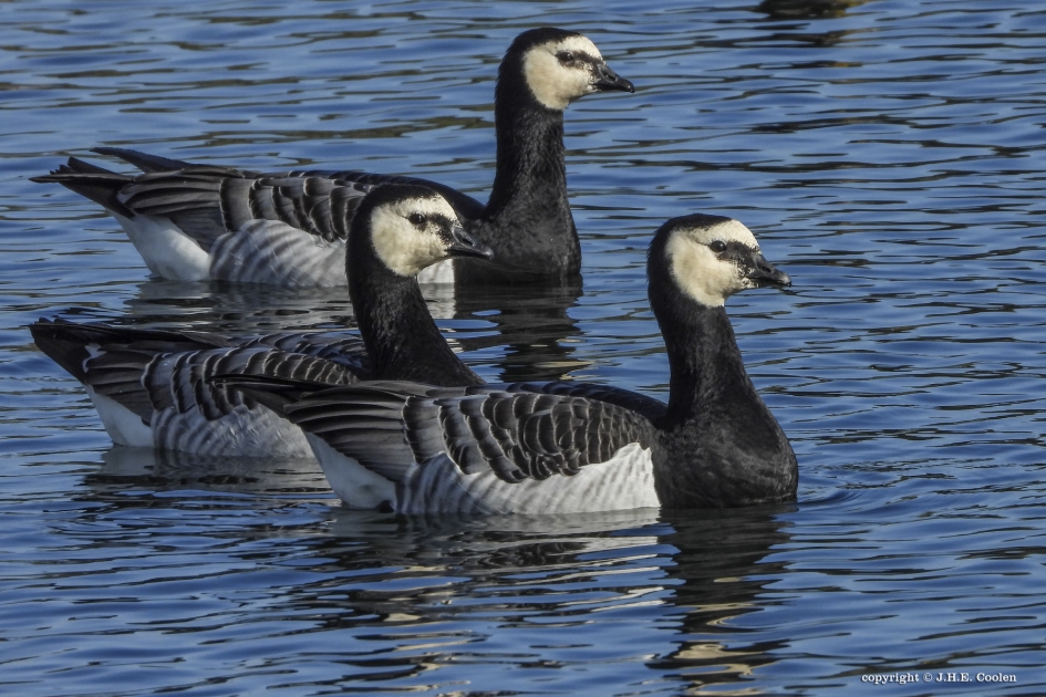 Brandganzen - Vogels - Brandgans