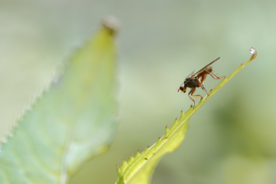 bruine slakkendodende vlieg - Geleedpotigen - bruine slakkendodende vlieg
