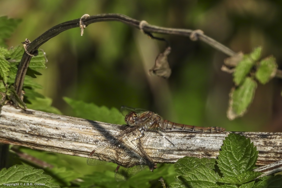 Bruinrode heidelibel (Sympetrum striolatum) - Geleedpotigen - Bruinrode heidelibel