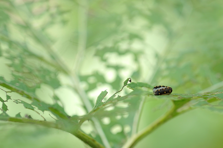buikje vol - Geleedpotigen - bladwesp