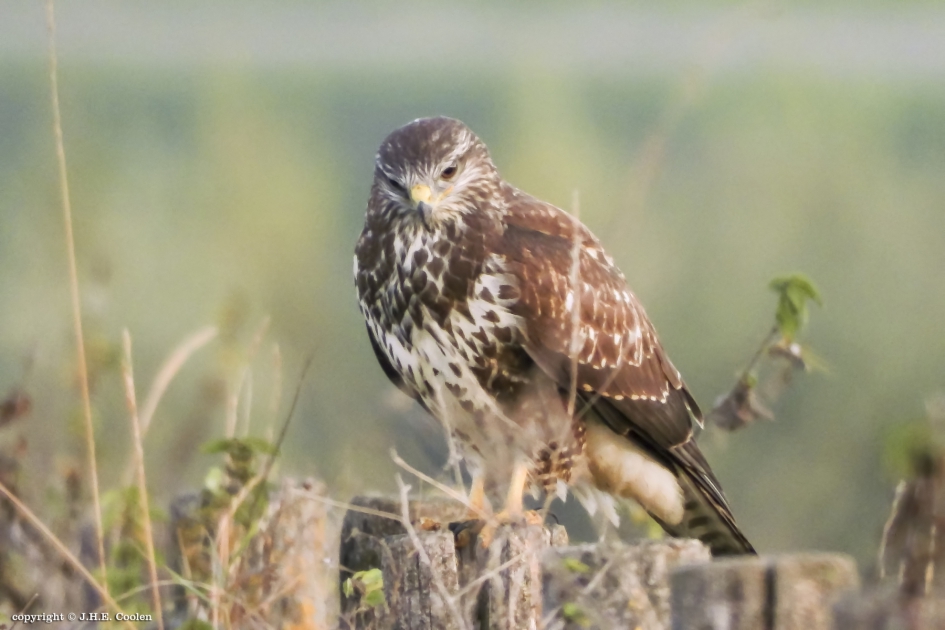 Buizerd - Vogels - Buizerd