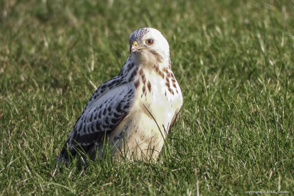 Buizerd - Vogels - Buizerd