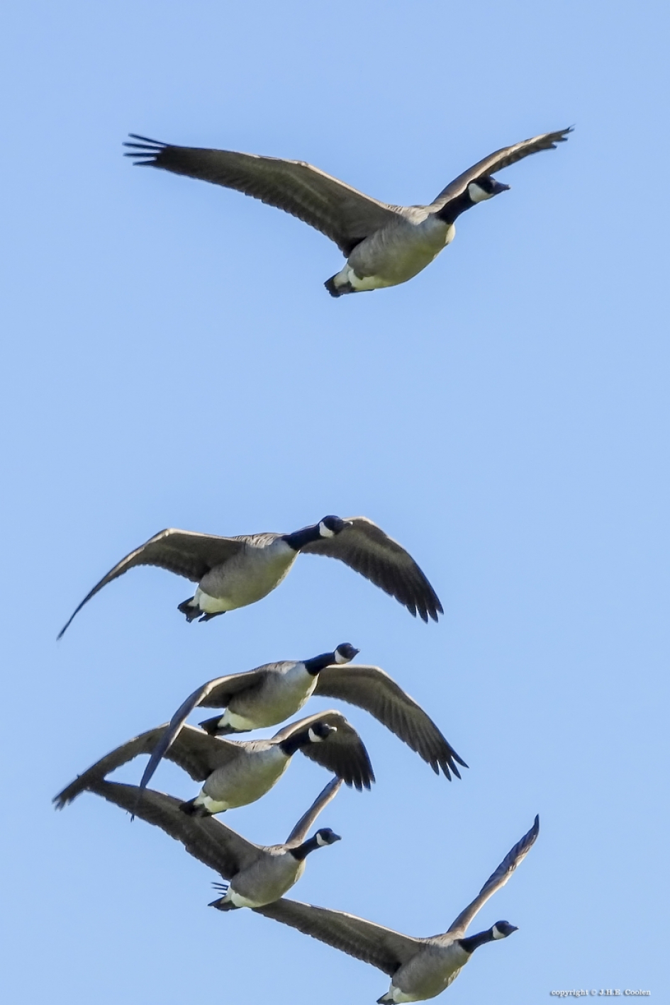 Canadese gans - Vogels - Canadese gans