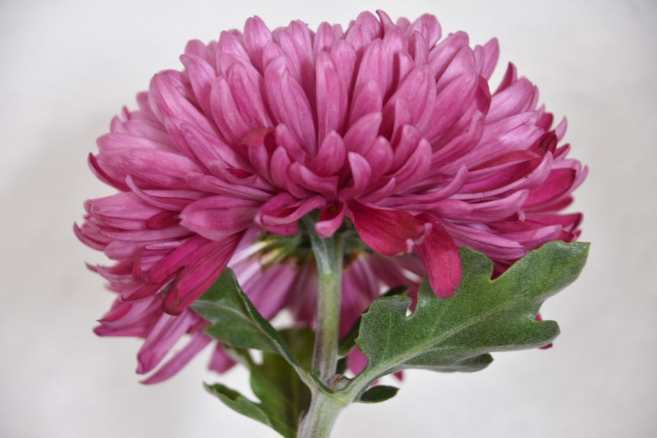 Chrysant - Planten - 
