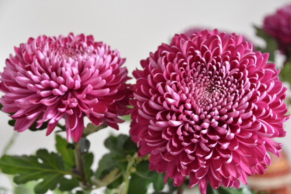 Chrysanten - Planten - 