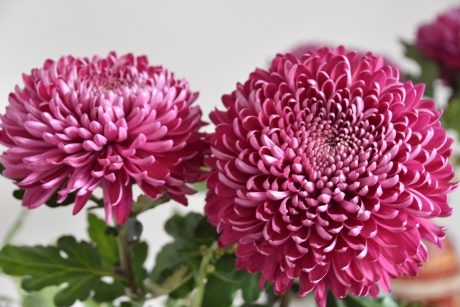 Chrysanten