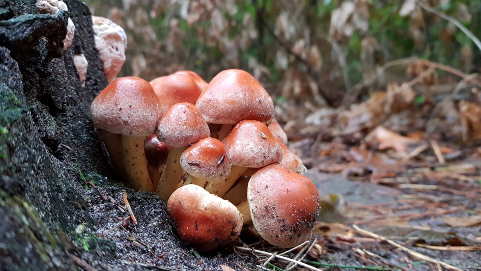 Clubje - Schimmels - Paddenstoel