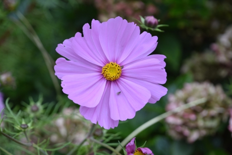 Cosmea