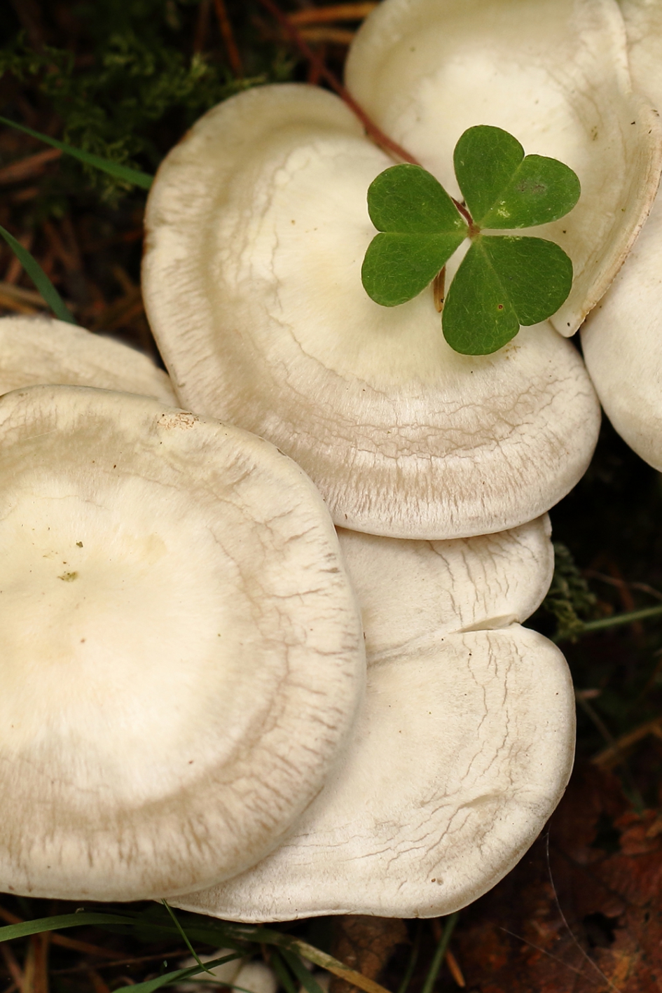 dapper - Planten - klavertje