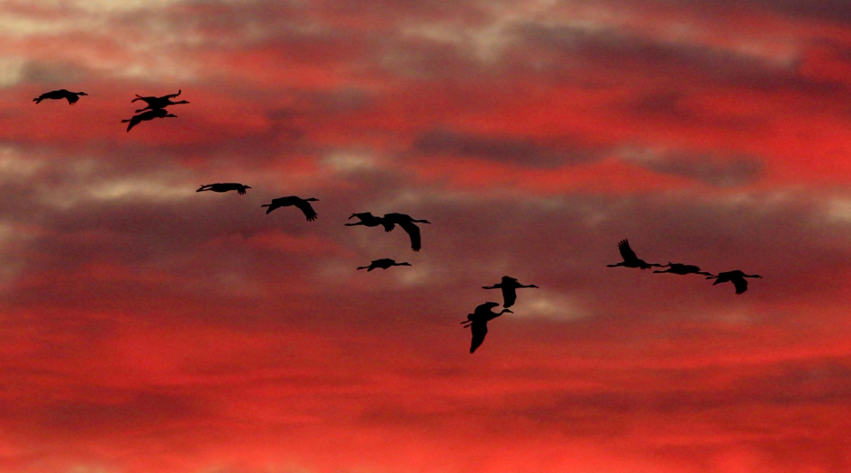 De avond valt ... - Vogels - Kraanvogel