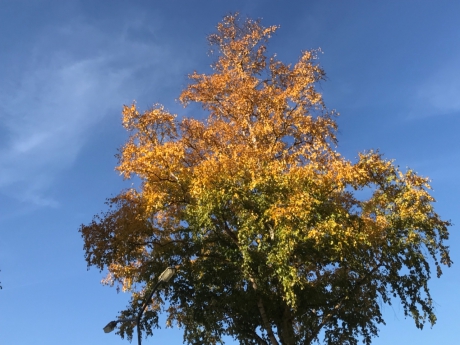 De berken kleuren goud