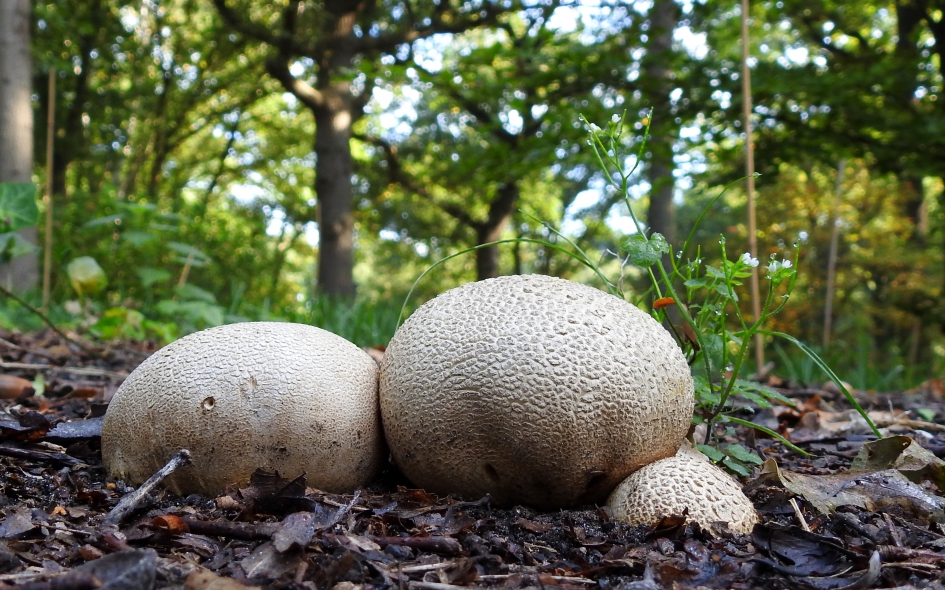 De eigenheimers van het bos - Schimmels - Gele aardappelbovist
