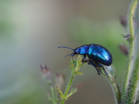De laatst overgeblevene