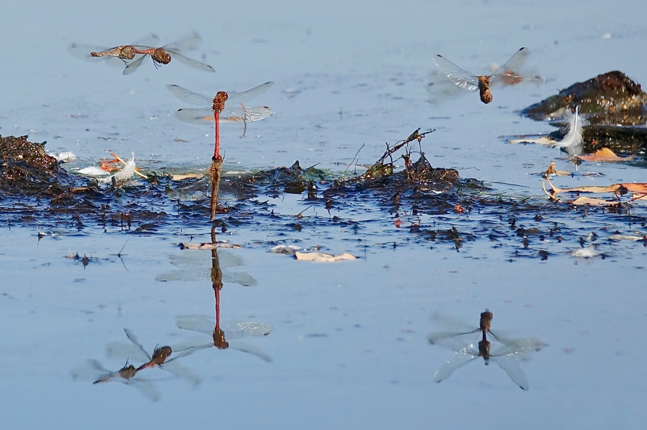 De Libelles weten niet van ophouden - Geleedpotigen - Libelle