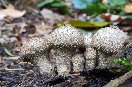 De oudjes doen het nog goed