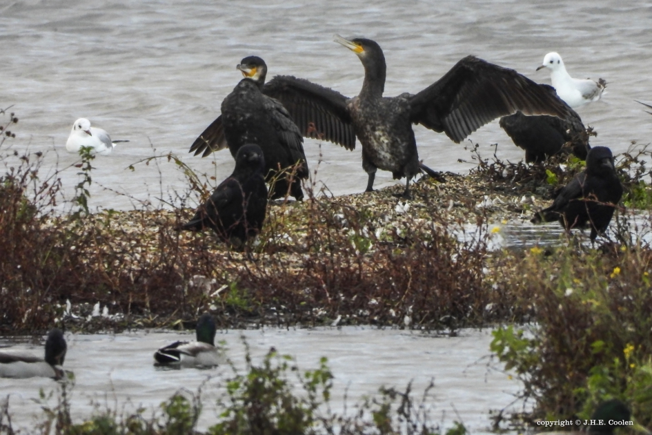 De uitslover - Vogels - Aaalscholver