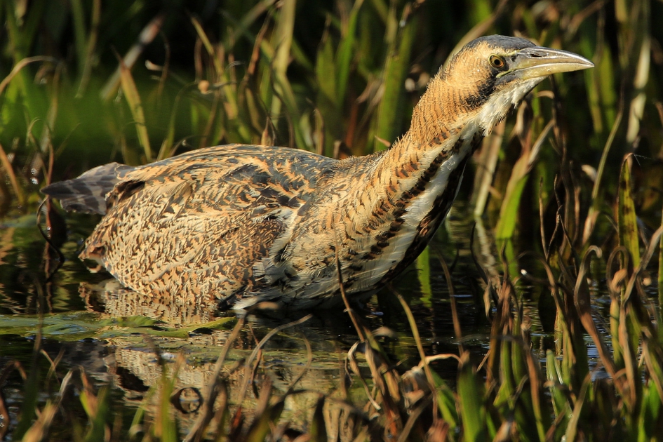 De visser - Vogels - Roerdomp