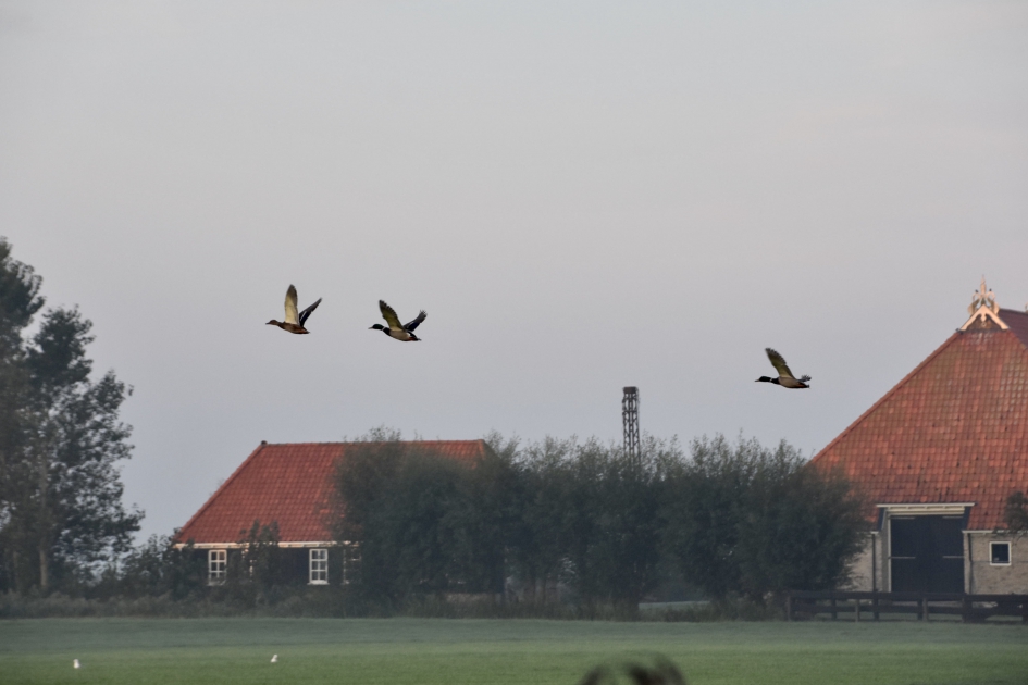 De vrije ruimte in - Vogels - 