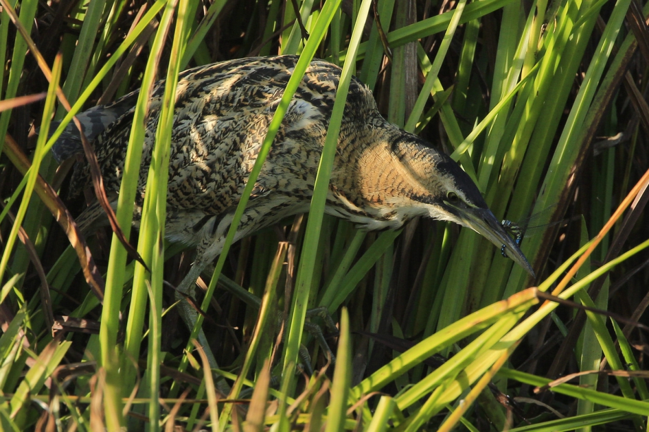 Delicatesse ? - Vogels - Roerdomp