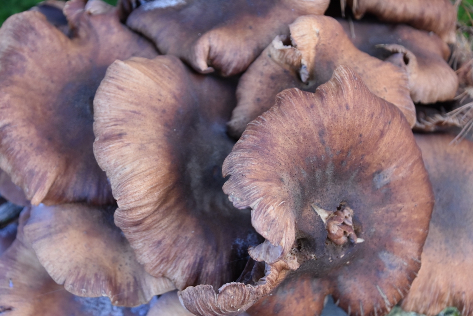 Detail - Schimmels - 