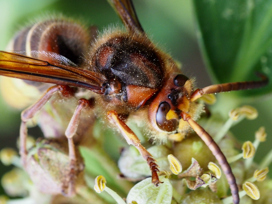 Dichtbij - Geleedpotigen - Hoornaar of paardenwesp