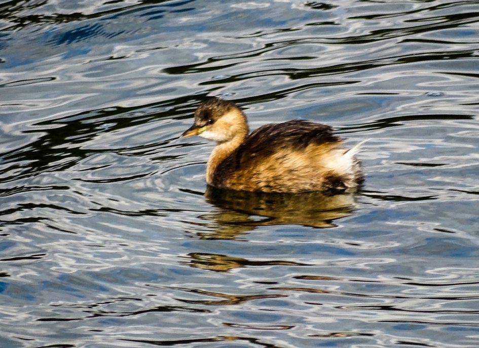 dodaars - Vogels - dodaars