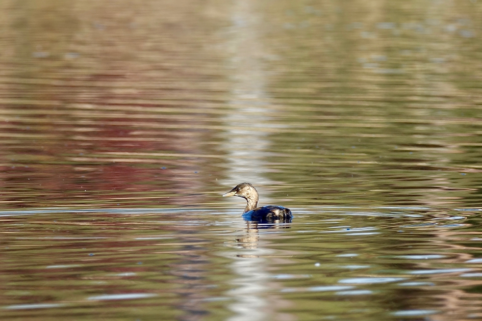 Dodaars direct na de duik - Vogels - Dodaars