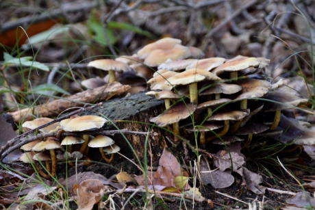 Dode boomstam met paddenstoeltjes