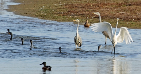 Doe normaal. Zelfs de aalscholvers zwemmen weg.