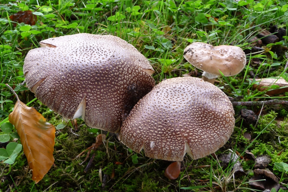 Donker, groot en bruin - Schimmels - 