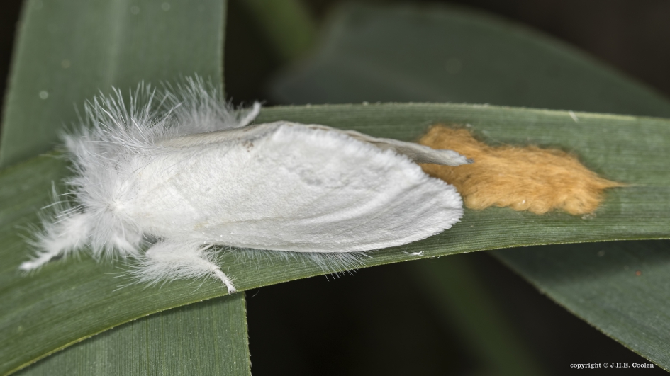 Donsvlinder (Euproctis similis) - Geleedpotigen - Donsvlinder