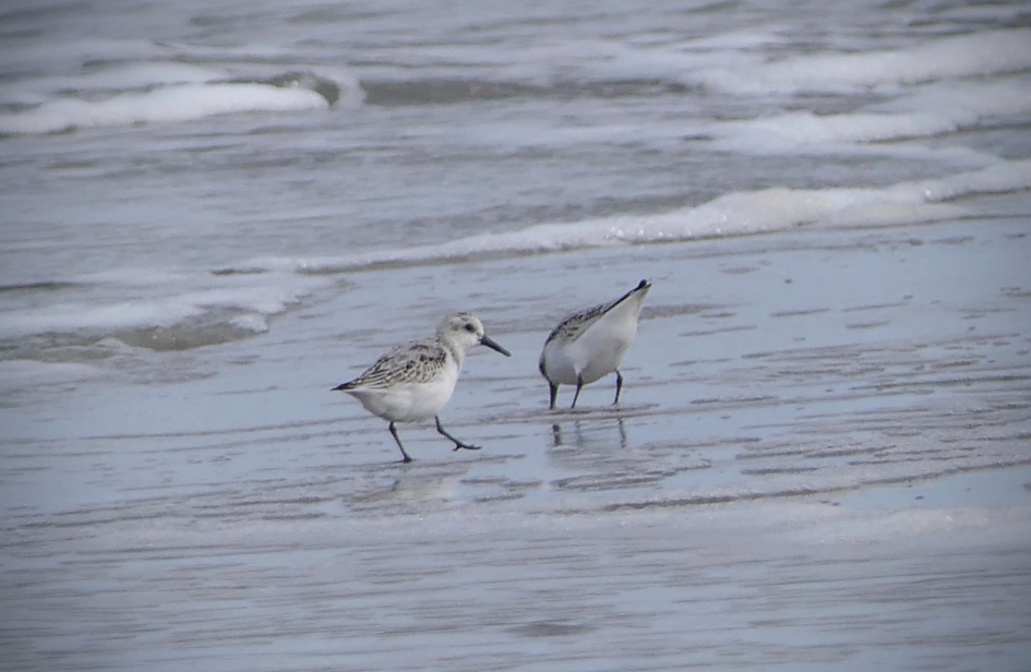 Drieteenstrandlopers - Vogels - Drieteenstrandloper