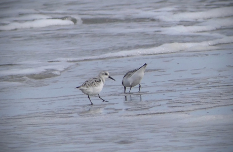 Drieteenstrandlopers