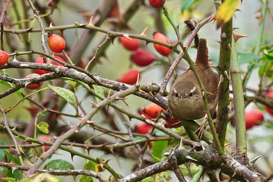 Druktemaker - Vogels - Winterkoning