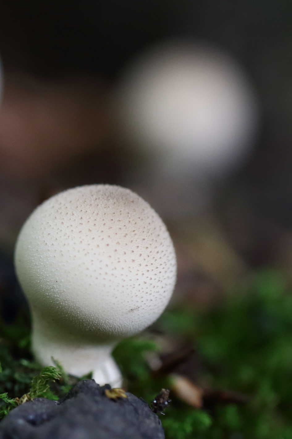 dubbel -zien- - Schimmels - 