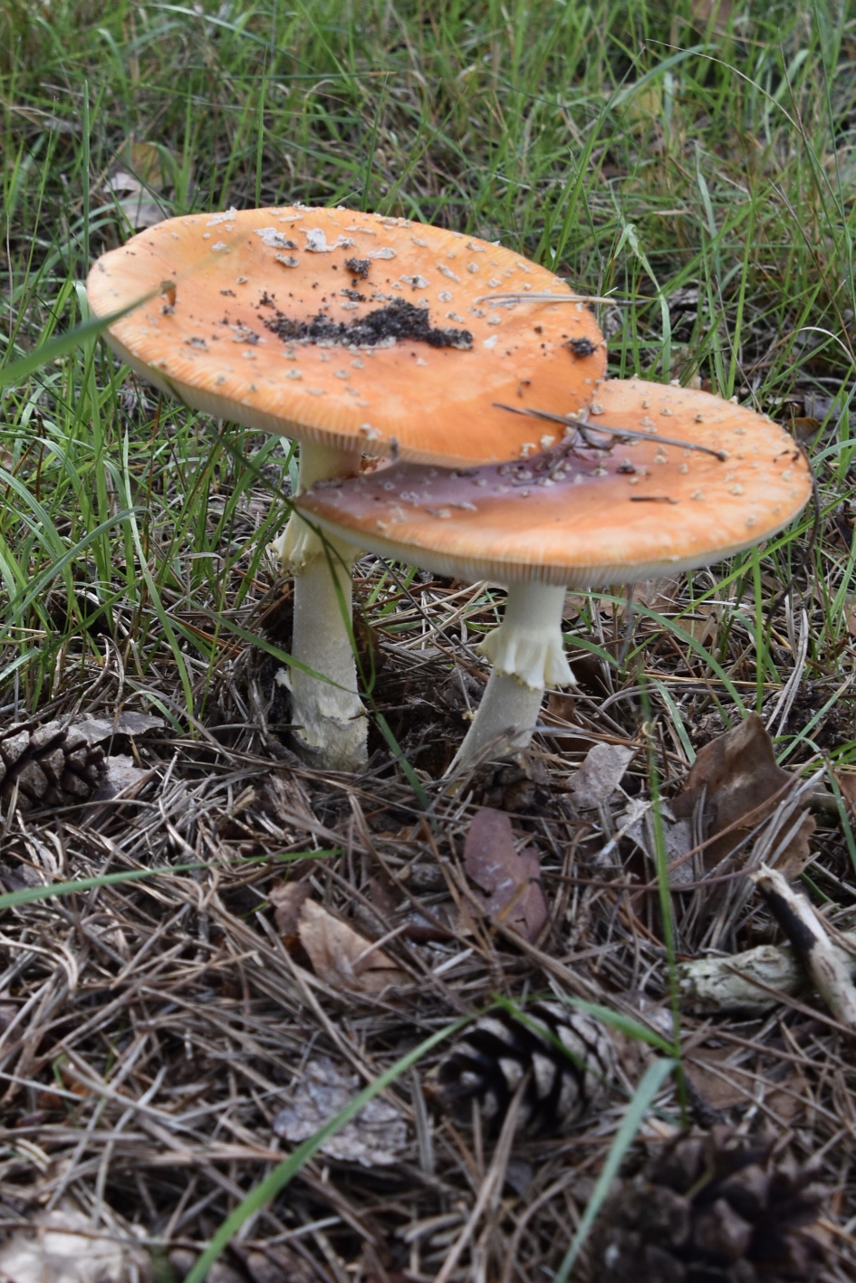 Dubbele vliegenzwam - Schimmels - 