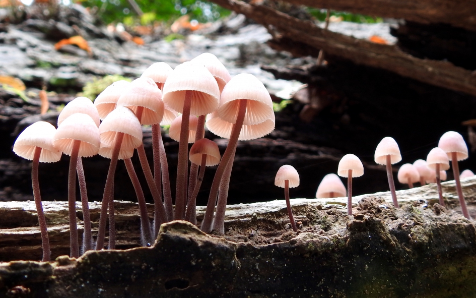 Een hele club - Schimmels - Grote bloedsteelmycena