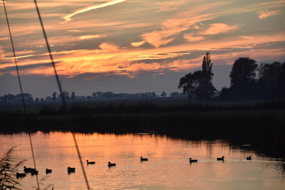Eendjes tijdens zonsondergang - Vogels - 